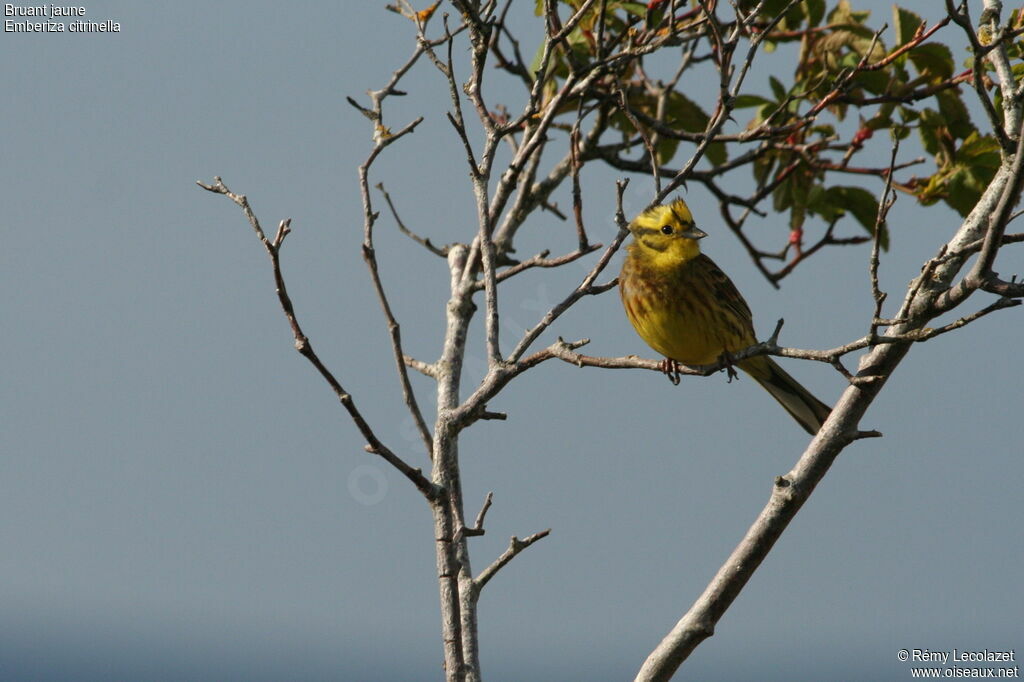 Bruant jaune mâle adulte nuptial