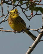 Yellowhammer