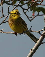 Bruant jaune