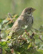 Corn Bunting