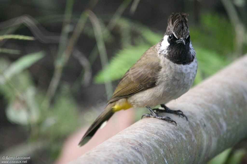 Himalayan Bulbul