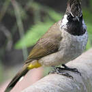 Bulbul à joues blanches