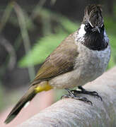 Himalayan Bulbul