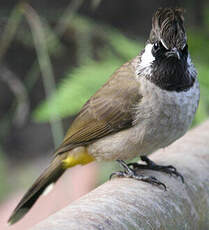 Bulbul à joues blanches