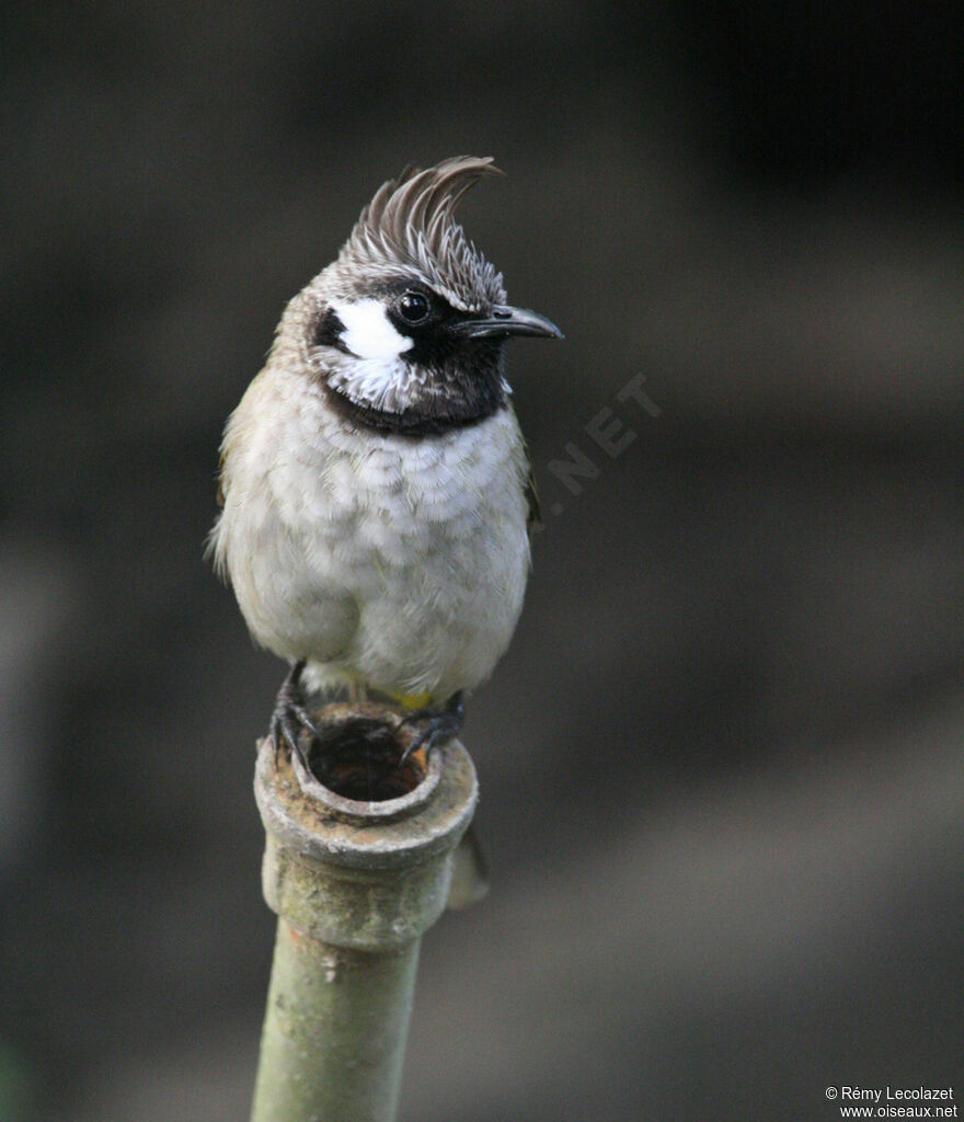 Himalayan Bulbul