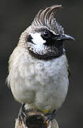 Himalayan Bulbul