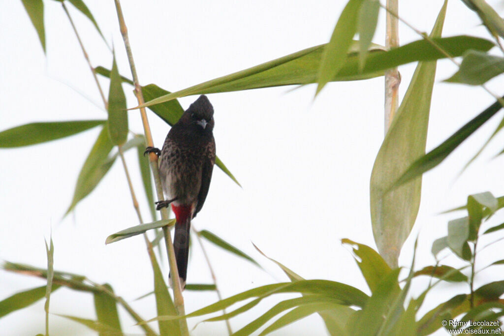 Bulbul à ventre rouge