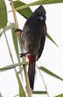 Bulbul à ventre rouge