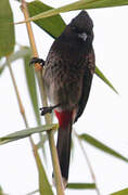 Red-vented Bulbul