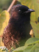 Bulbul à ventre rouge