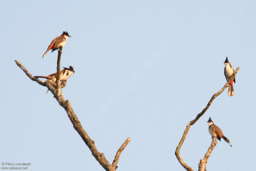 Red-whiskered Bulbul