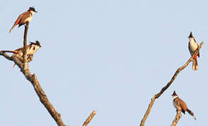 Red-whiskered Bulbul