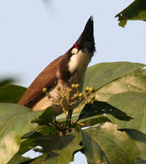 Bulbul orphée