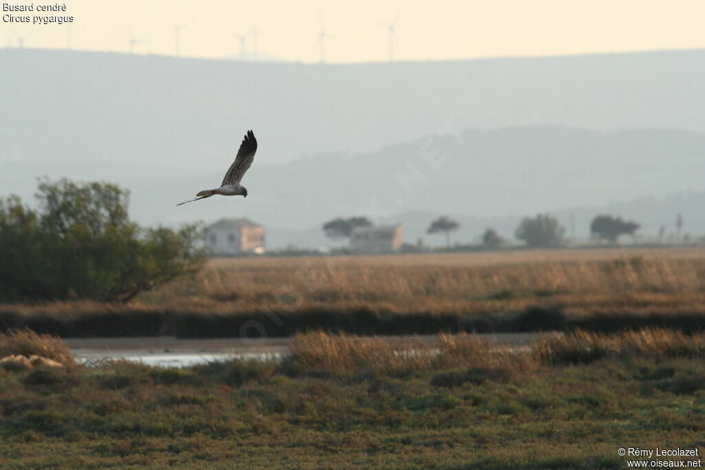 Montagu's Harrier male adult, Behaviour