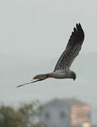 Montagu's Harrier