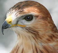 Long-legged Buzzard