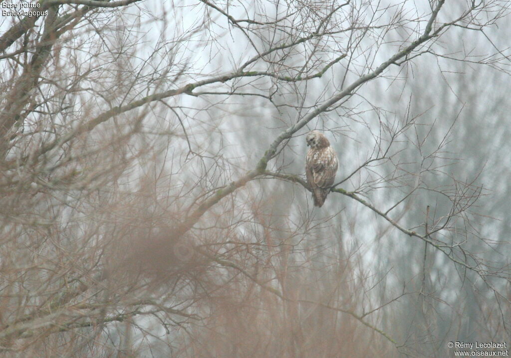 Rough-legged Buzzard