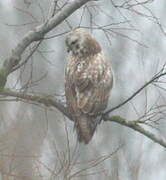 Rough-legged Buzzard