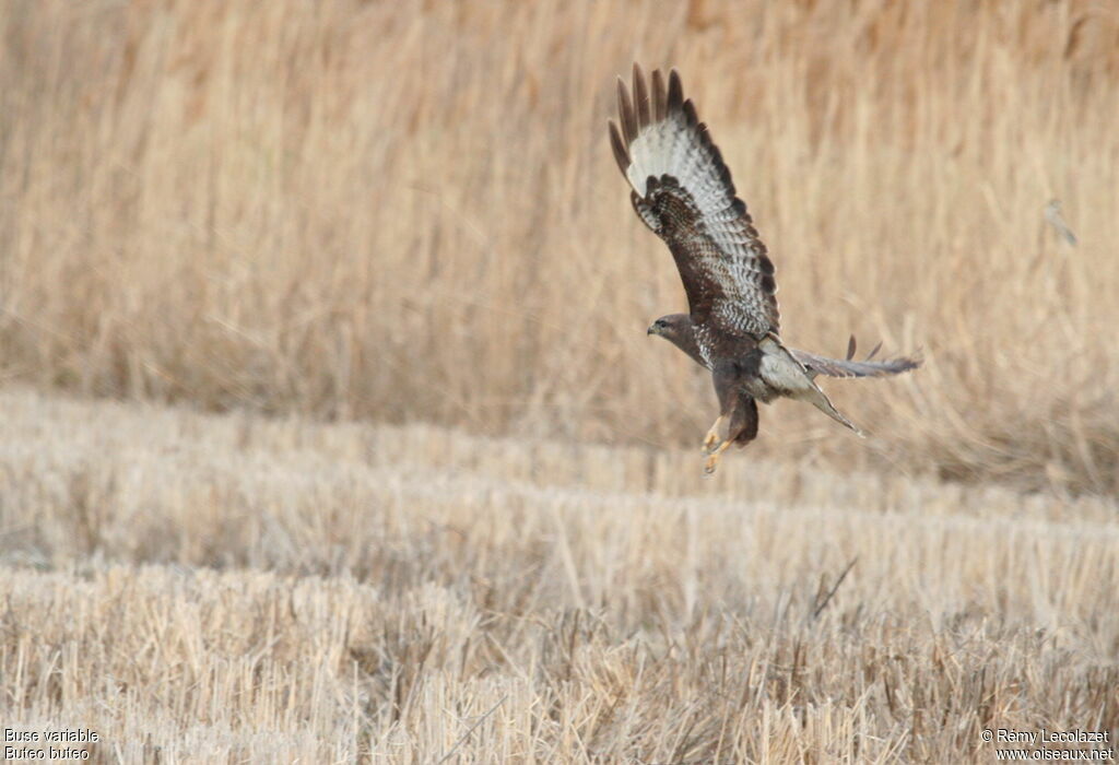 Common Buzzard