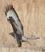 Common Buzzard