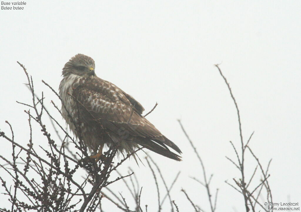 Buse variable