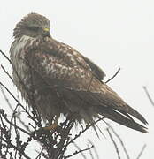 Common Buzzard