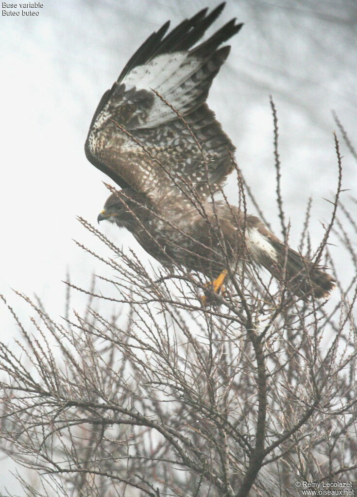 Buse variable