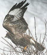 Common Buzzard