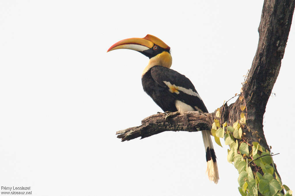 Calao bicorne femelle adulte, identification