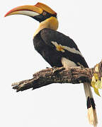 Great Hornbill