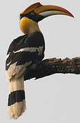 Great Hornbill