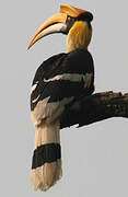 Great Hornbill