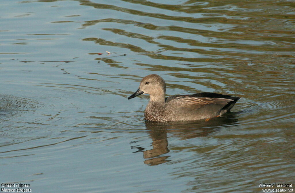 Canard chipeau mâle adulte