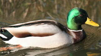 Canard colvert