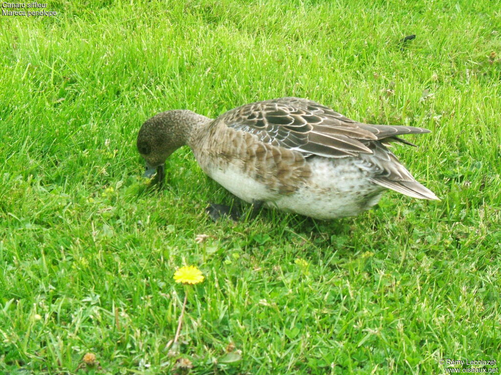 Canard siffleur femelle adulte