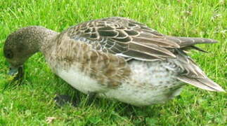 Eurasian Wigeon