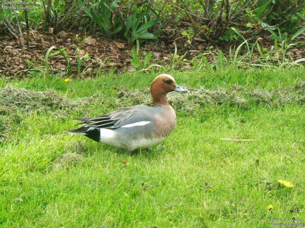 Eurasian Wigeon male adult breeding