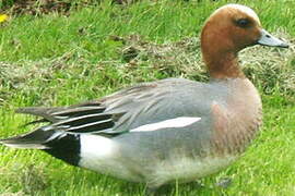 Eurasian Wigeon