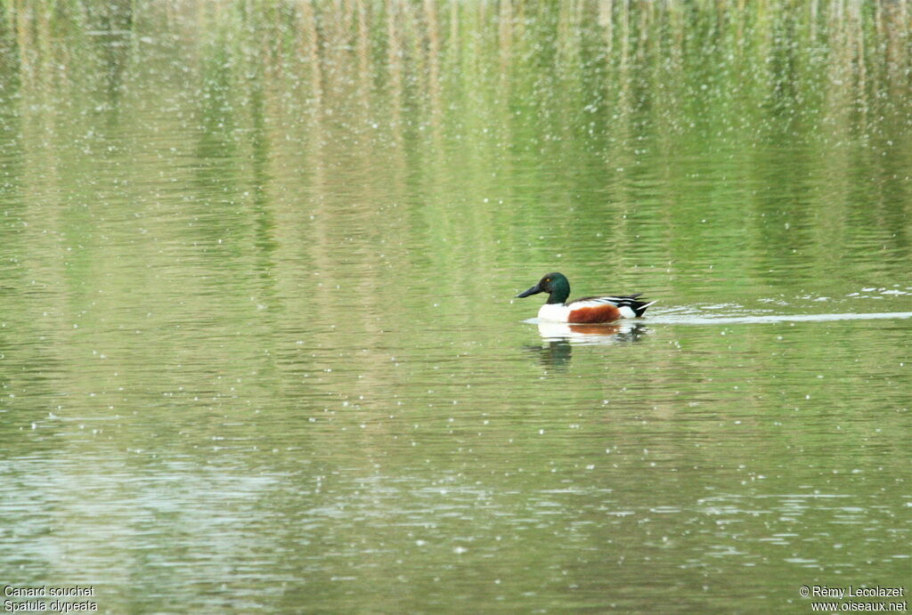 Canard souchet mâle adulte