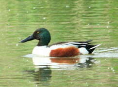 Canard souchet