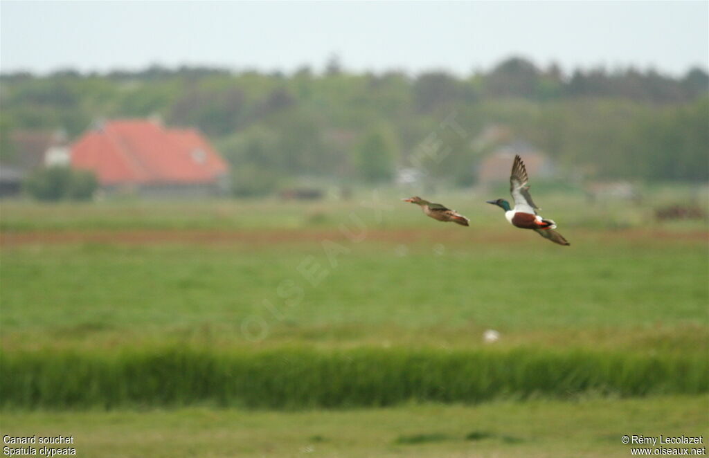 Northern Shoveler adult