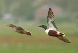 Northern Shoveler