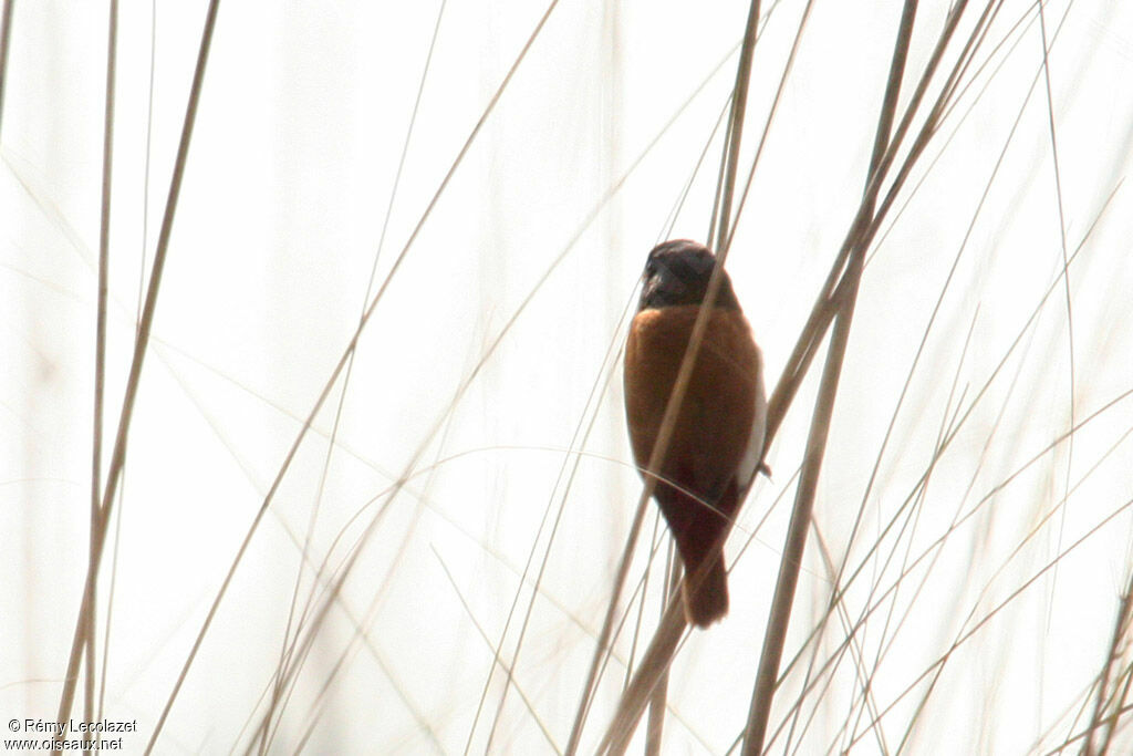 Tricolored Munia