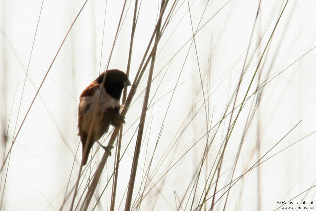 Tricolored Munia