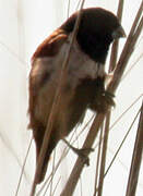 Tricolored Munia