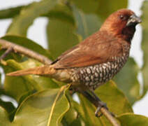 Scaly-breasted Munia