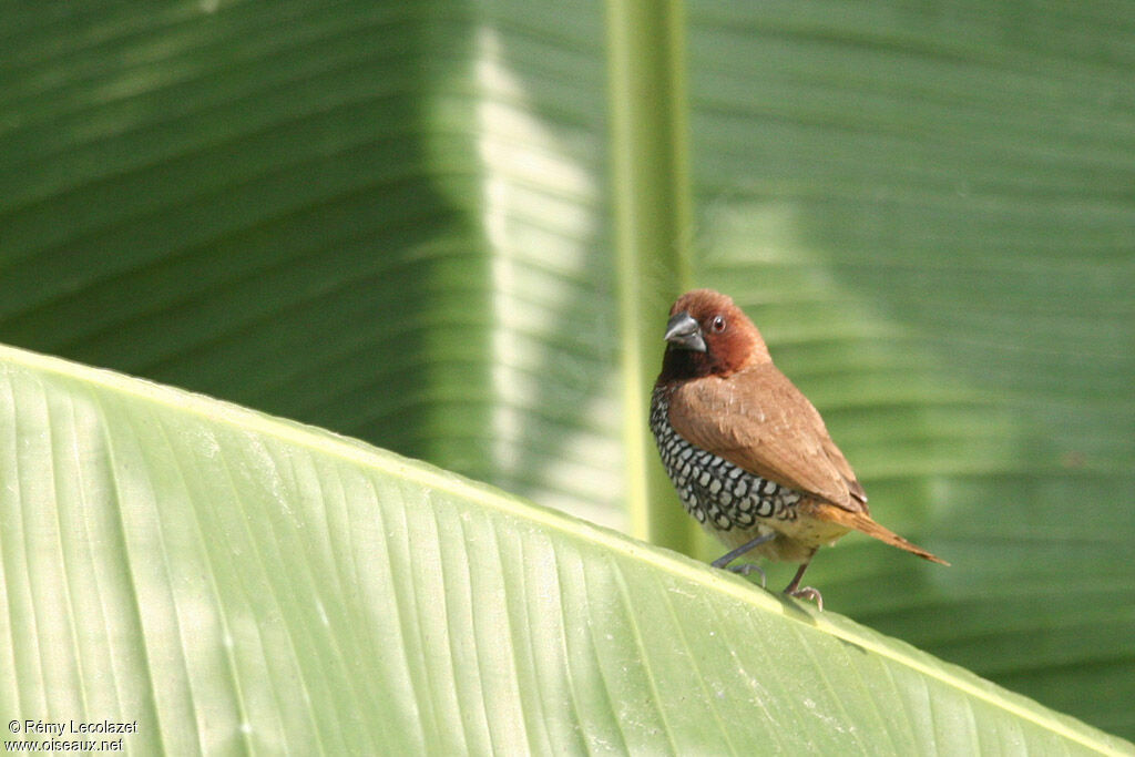 Scaly-breasted Munia