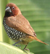 Scaly-breasted Munia