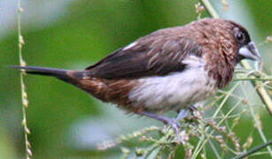 White-rumped Munia