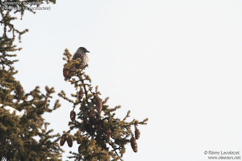 Spotted Nutcracker